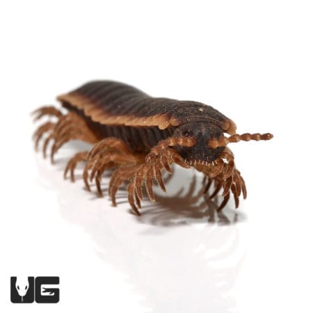 Thailand Giant Flat Millipede (Platyrhincus marginellus) For Sale - Underground Reptiles