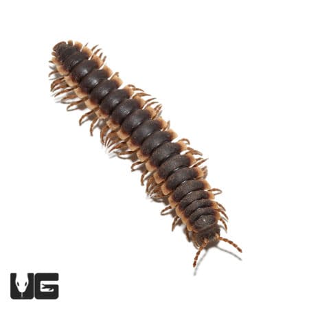 Thailand Giant Flat Millipede (Platyrhincus marginellus) For Sale - Underground Reptiles