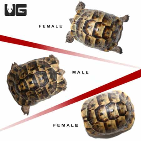 Trio of Tunisian Greek Tortoises showing male and female differences.