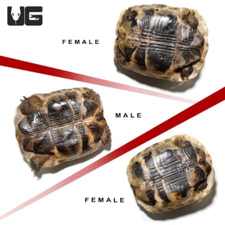 Three Tunisian Greek Tortoises showing male and female differences.