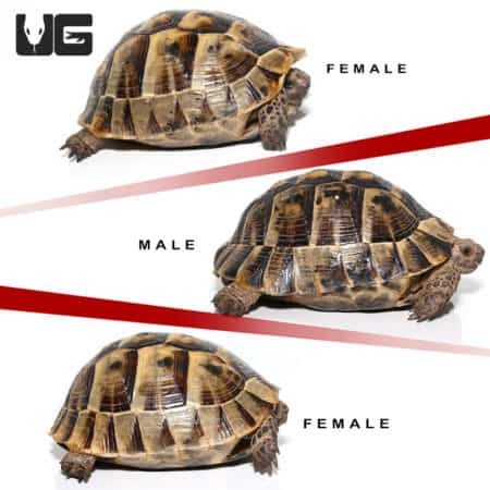 Trio of Tunisian Greek Tortoises showing male and female specimens.