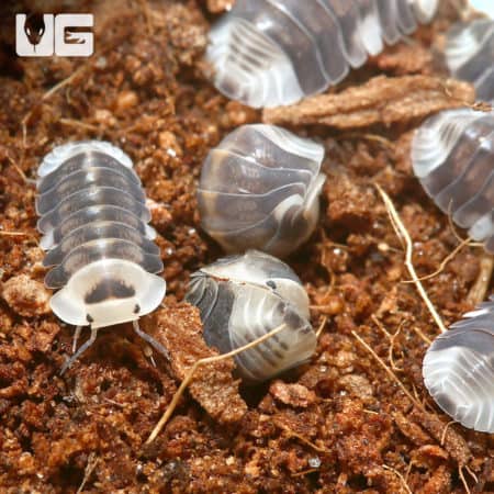 White Ducky Isopods on soil substrate for reptile terrariums.