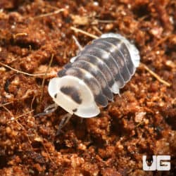 "White" Ducky Isopods (Cubaris Sp. White Ducky) For Sale - Underground Reptiles