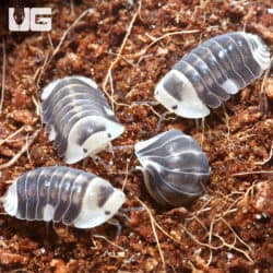 "White" Ducky Isopods (Cubaris Sp. White Ducky) For Sale - Underground Reptiles