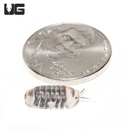 "White" Ducky Isopods (Cubaris Sp. White Ducky) For Sale - Underground Reptiles