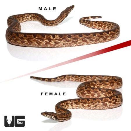 White San Isabel Ground Boas (Candoia carinata paulsoni) For Sale - Underground Reptiles