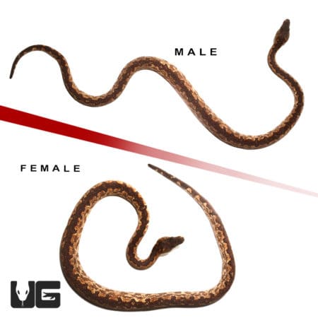 White San Isabel Ground Boas (Candoia carinata paulsoni) For Sale - Underground Reptiles