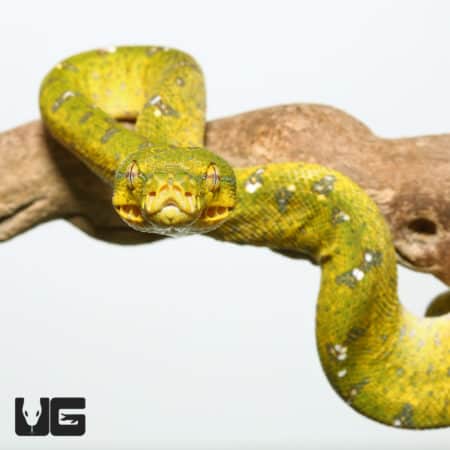 Aru Green Tree Python close-up on branch, showcasing vibrant green and yellow coloration.