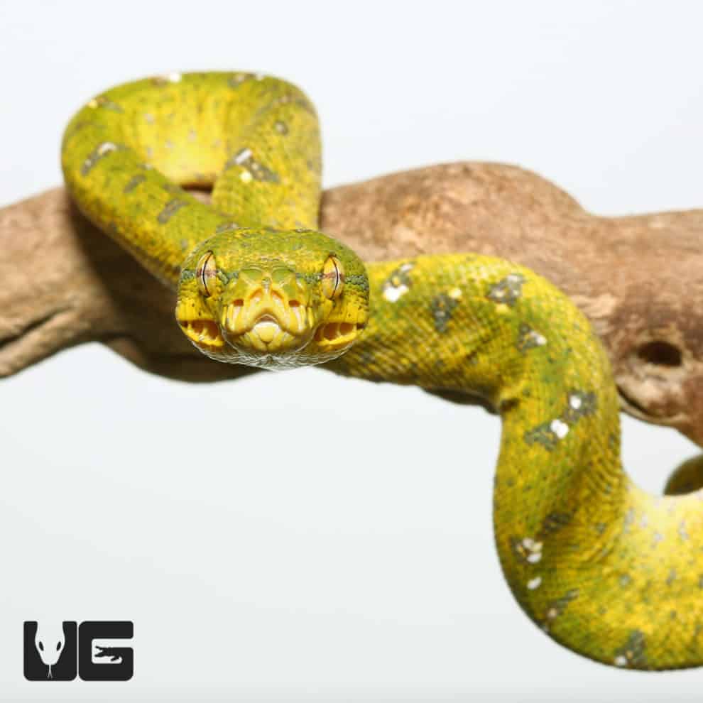 Yearling Aru Green Tree Python Morelia Viridis For Sale Underground Reptiles