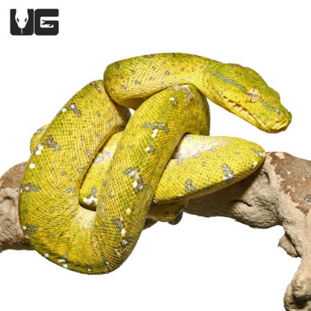Green Tree Pythons For Sale - Underground Reptiles