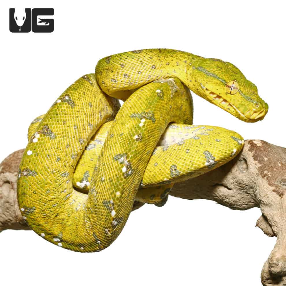 Green Tree Pythons For Sale - Underground Reptiles