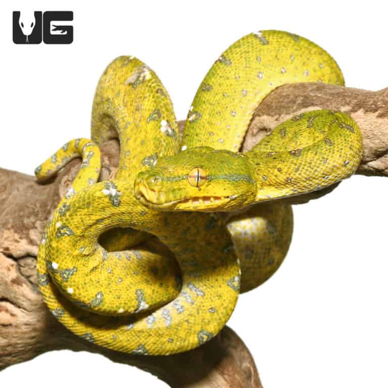 Adult Aru Green Tree Python for sale - Underground Reptiles