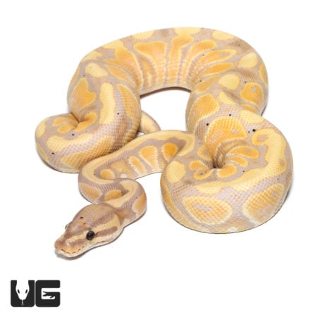 Yearling Yearling Banana Yellowbelly Ball Pythons (Python regius) For Sale - Underground Reptiles