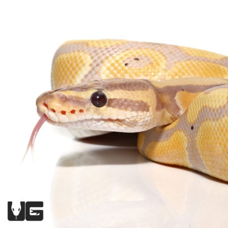 Baby Banana Leopard Pastel Yellowbelly Ball Python For Sale ...