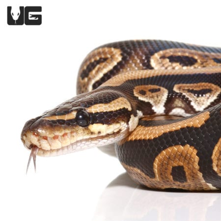 Yearling Male Cinnamon Ball Python Double Het Hypo Pied (Python regius) For Sale - Underground Reptiles