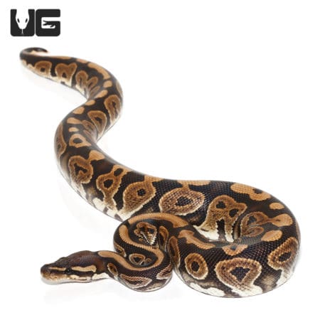 Yearling Male Cinnamon Ball Python Double Het Hypo Pied (Python regius) For Sale - Underground Reptiles