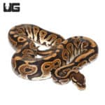 Yearling Male Cinnamon Ball Python Double Het Hypo Pied (Python regius) For Sale - Underground Reptiles