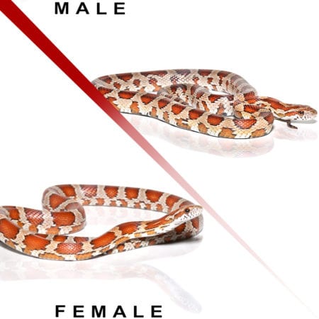 Yearling Classic Cornsnake Pair (Pantherophis guttatus) For Sale - Underground Reptiles