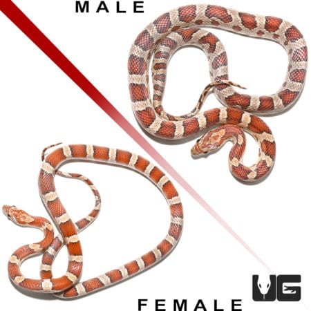 Yearling Classic Cornsnake Pair (Pantherophis guttatus) For Sale - Underground Reptiles