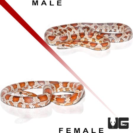 Yearling Classic Cornsnake Pair (Pantherophis guttatus) For Sale - Underground Reptiles