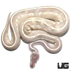 Yearling Female Mojave Phantom Ball Python (Python regius) For Sale - Underground Reptiles