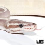 Yearling Female Mojave Phantom Ball Python (Python regius) For Sale - Underground Reptiles