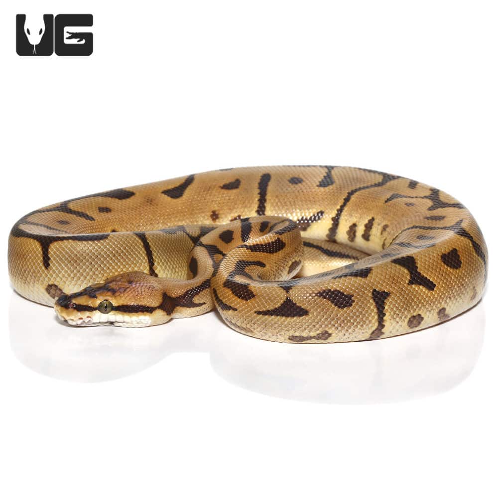 Female Yellowbelly Het Pied Ball Python For Sale - Underground Reptiles