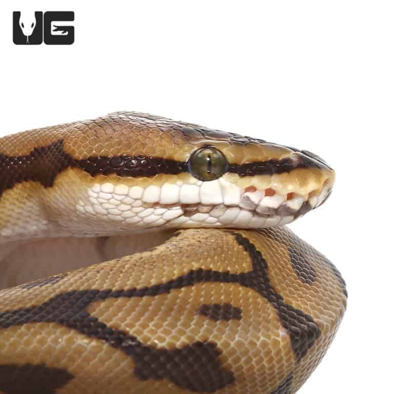 Female yellowbelly het pied ball python for sale underground reptiles