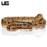 Yearling Leopard Spider Ball Pythons (Python regius) For Sale - Underground Reptiles