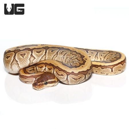 Yearling Phantom Ball Python (Python regius) For Sale - Underground Reptiles