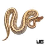 Yearling Phantom Ball Python (Python regius) For Sale - Underground Reptiles