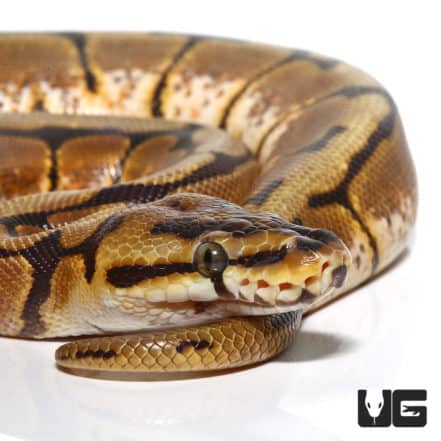 Female Yellowbelly Het Pied Ball Python For Sale - Underground Reptiles