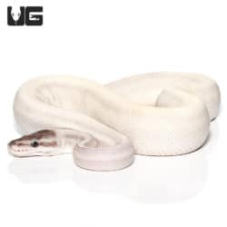 Yearling Female Super Mojave Ball Python(Python regius) For Sale - Underground Reptiles