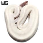 Yearling Female Super Mojave Ball Python(Python regius) For Sale - Underground Reptiles