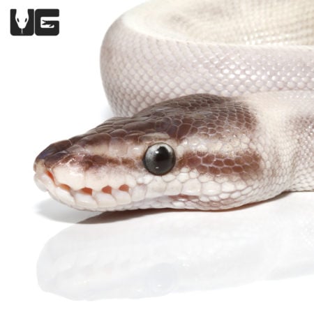 Yearling Female Super Mojave Ball Python(Python regius) For Sale - Underground Reptiles