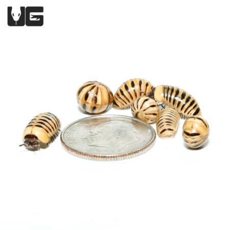 Yellow Banded Pill Millipedes(Hyleoglomeris Sp) For Sale - Underground Reptiles For Sale - Underground Reptiles