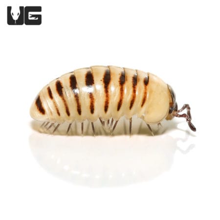 Yellow Banded Pill Millipedes(Hyleoglomeris Sp) For Sale - Underground Reptiles For Sale - Underground Reptiles