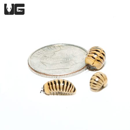 Close-up of yellow banded pill millipede with coin for size comparison.