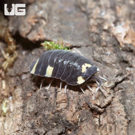 Close-up of Yellow Panda Isopod on wood surface.