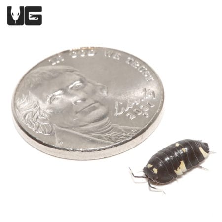 Yellow Panda Isopods (Merulanella bicolorata) For Sale - Underground Reptiles