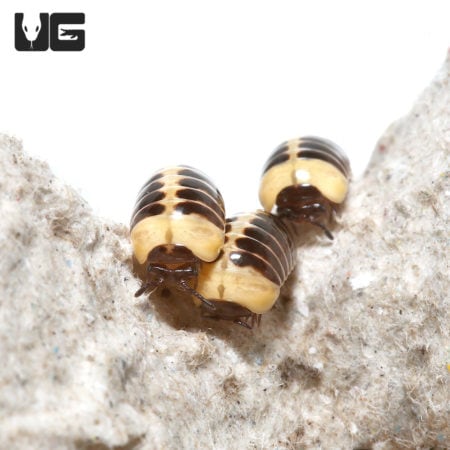 Yellow Striped Pill Millipede (Hyleoglomeris Sp) For Sale - Underground Reptiles For Sale - Underground Reptiles