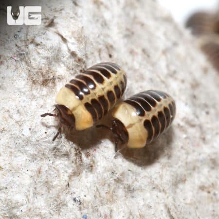 Yellow Striped Pill Millipede (Hyleoglomeris Sp) For Sale - Underground Reptiles For Sale - Underground Reptiles
