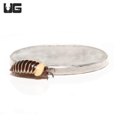 Yellow Striped Pill Millipede (Hyleoglomeris Sp) For Sale - Underground Reptiles For Sale - Underground Reptiles