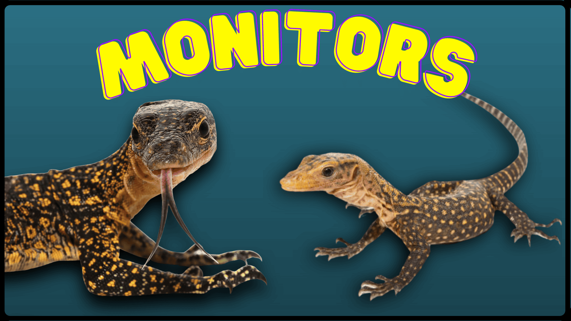 Underground Reptiles Exotic Reptiles Amphibians Lizards And Mammals