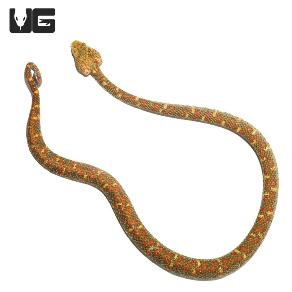 2018 Female Christmas Tree Eyelash Viper (Bothriechis schlegelii) For