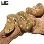 2018 Female Christmas Tree Eyelash Viper (Bothriechis schlegelii) For Sale - Underground Reptiles