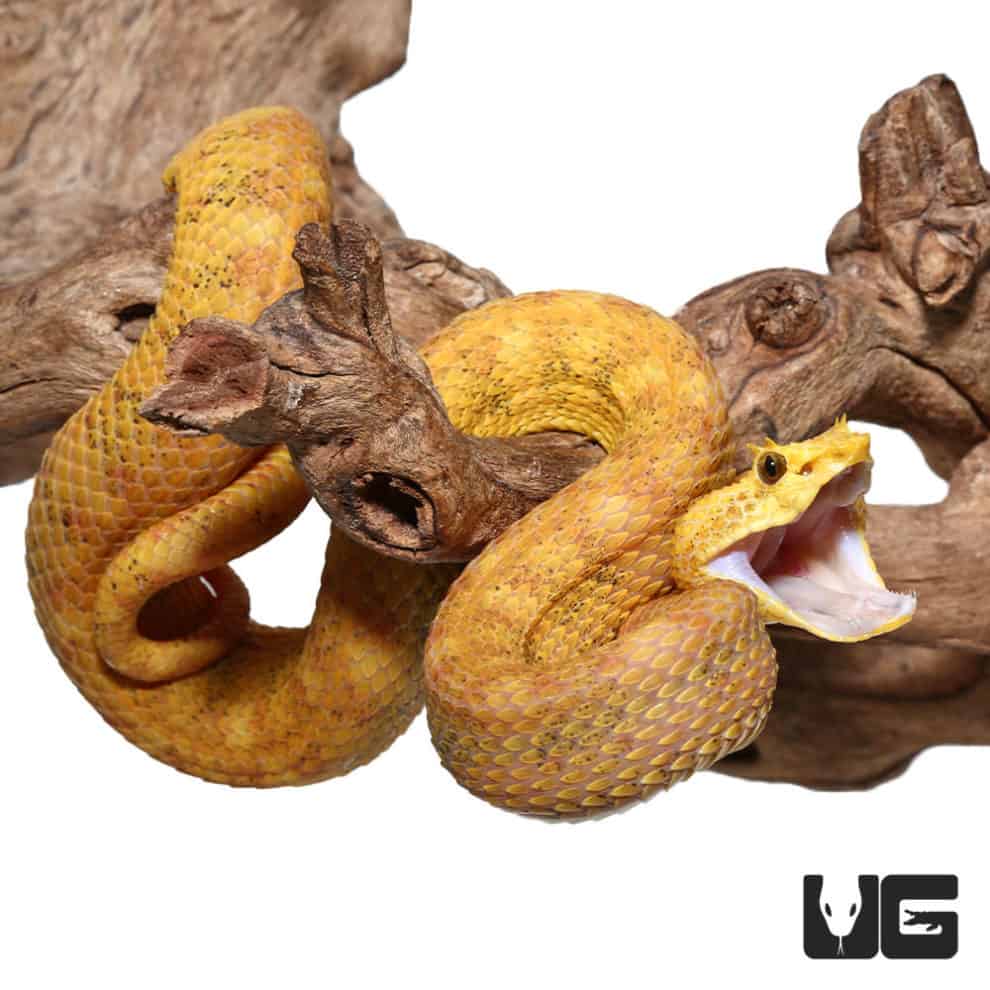 2018 Male Golden Eyelash Vipers (Bothriechis schlegelii) For Sale