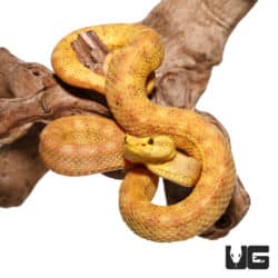 2018 Male Golden Eyelash Vipers (Bothriechis schlegelii) For Sale - Underground Reptiles