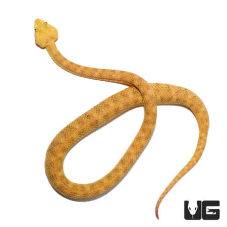 2018 Male Golden Eyelash Vipers (Bothriechis schlegelii) For Sale - Underground Reptiles