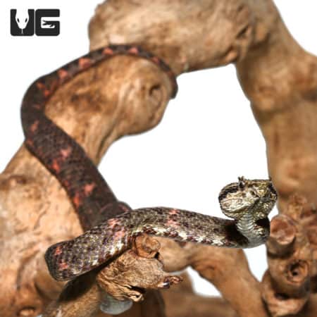 2019 Male Christmas Tree Eyelash Viper